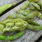 Midori Giant Edamame Soybean Seeds – Heirloom Non-GMO Open-Pollinated Bush Bean