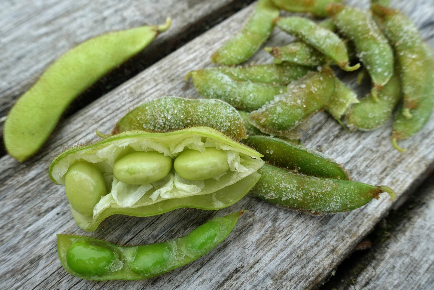 Midori Giant Edamame Soybean Seeds – Heirloom Non-GMO Open-Pollinated Bush Bean