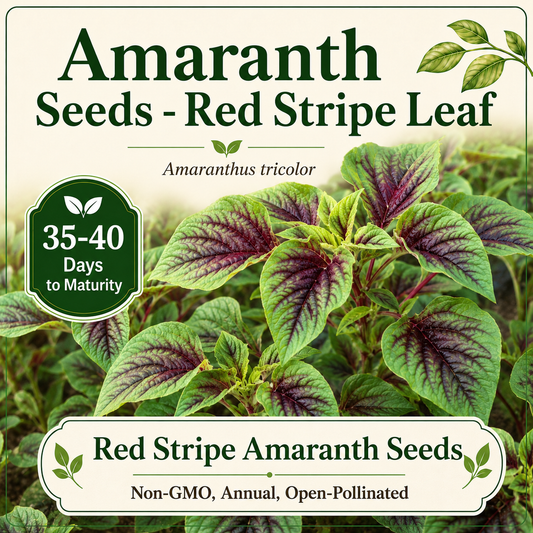 Red Stripe Leaf Amaranth Seeds, Rau Dền Sọc Đỏ, Chinese Spinach, Heirloom, Non-GMO.