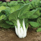 Tall White Pak Choi Seeds | Bok Choy / Pak Choy Cabbage | Heirloom, Non-GMO