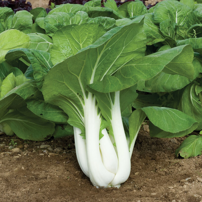 Tall White Pak Choi Seeds | Bok Choy / Pak Choy Cabbage | Heirloom, Non-GMO