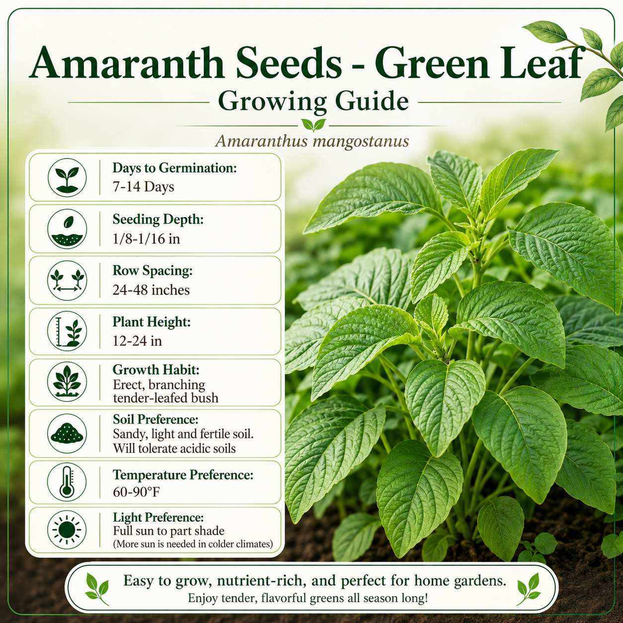 Green Amaranth Seeds (Green Leaf) – Rau Dền Xanh | Heirloom, Non-GMO | Heat-Tolerant Leafy Vegetable