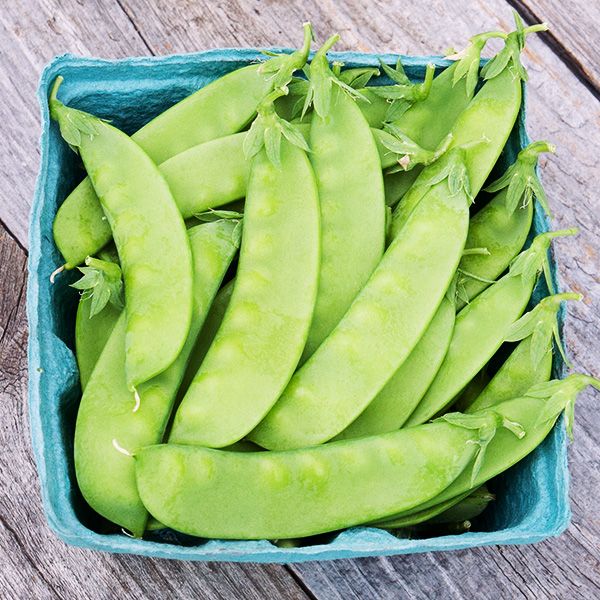 Oregon Sugar Pod II Snow Pea Seeds, Organic, NON-GMO