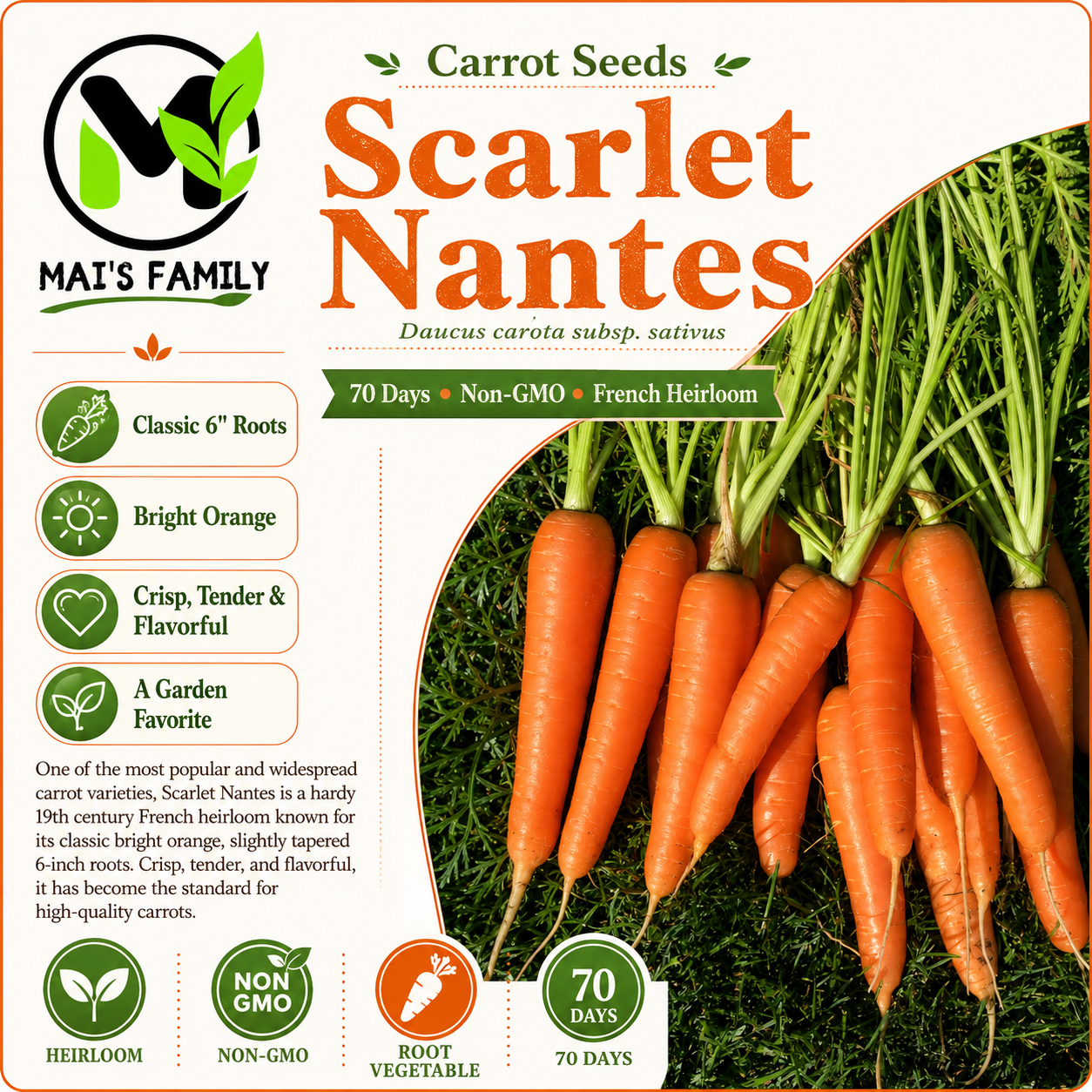 Scarlet Nantes Carrot Seeds – Heirloom Non-GMO Sweet Orange Carrot