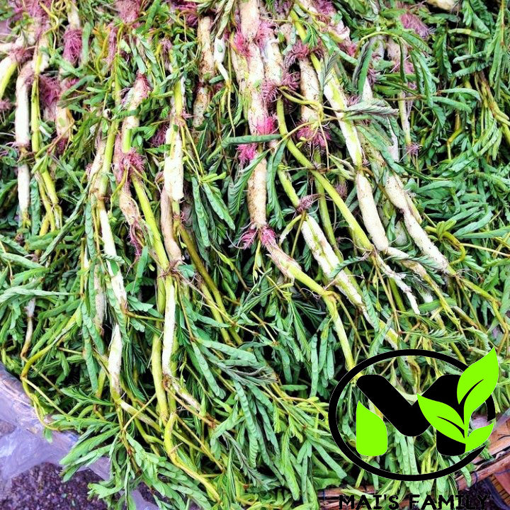 水含羞草種子、Hạt Rau Nhút（敏感植物）、Neptunia oleracea 水含羞草