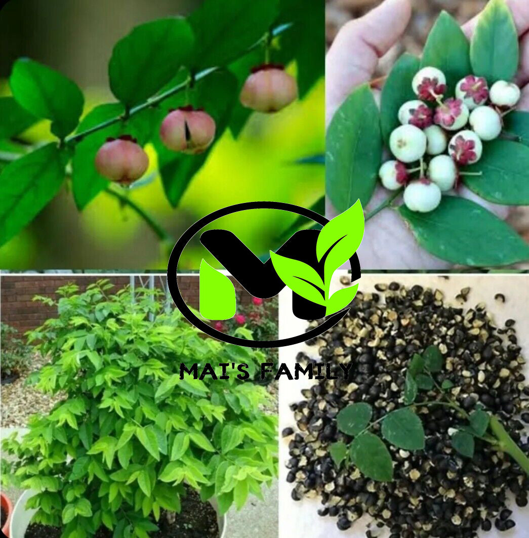 Star Gooseberry Leaves Seeds, Rau bồ ngót, Sauropus Androgynus, Katuk,Sweet leaf