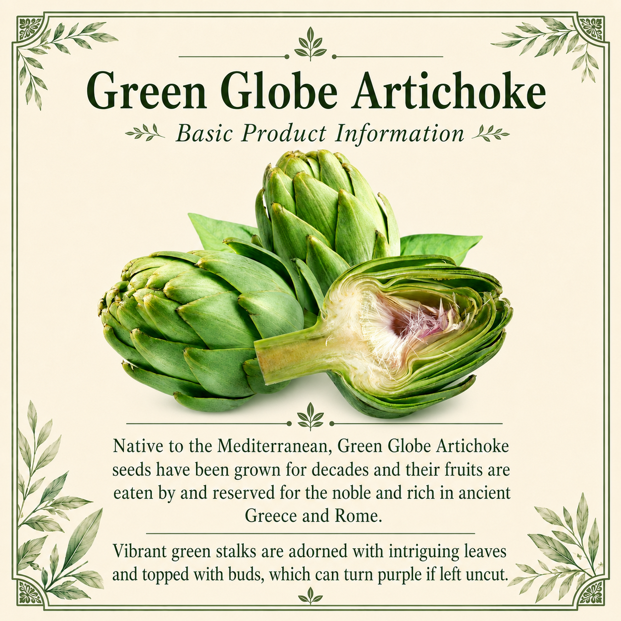 Green Globe Artichoke Seeds – Heirloom Non-GMO Perennial Vegetable Seeds