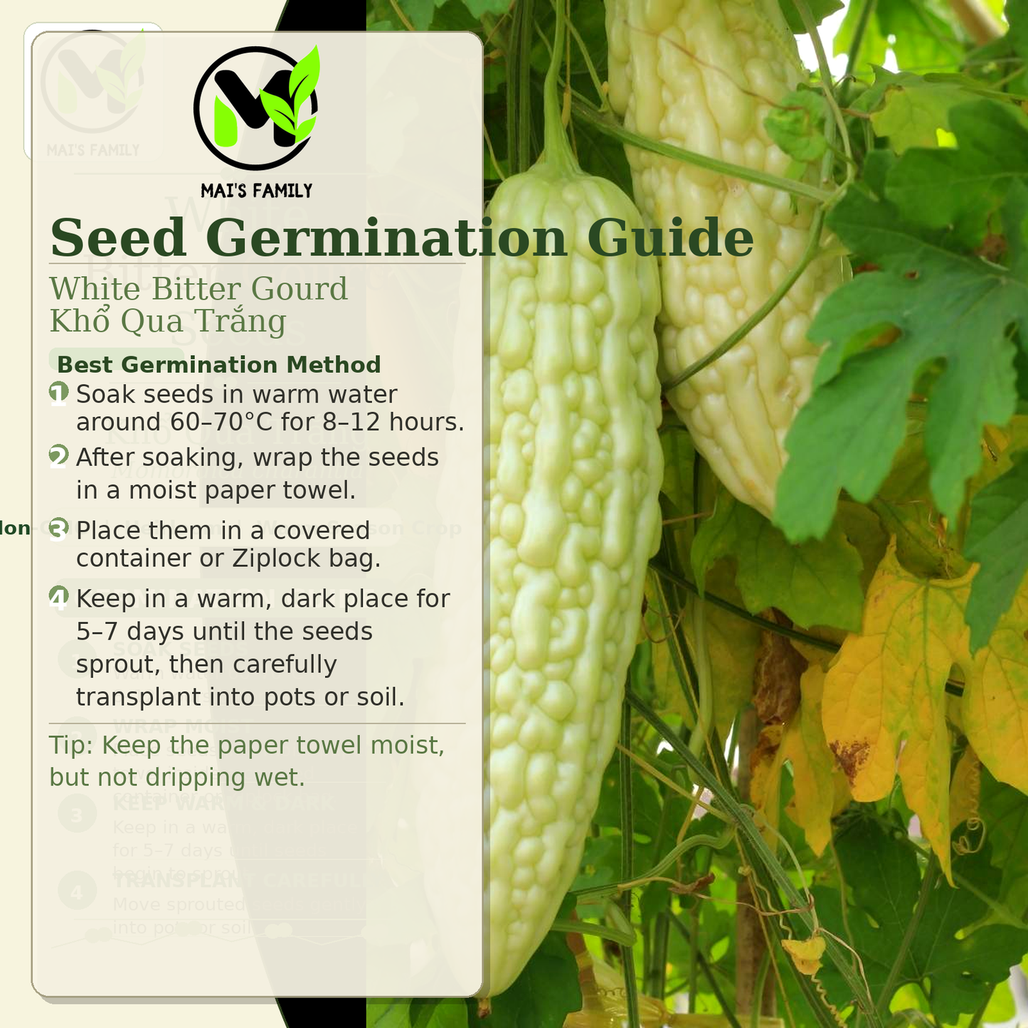White Skin Bitter Gourd Seeds – Khổ Qua Trắng Heirloom Non-GMO Asian Vegetable