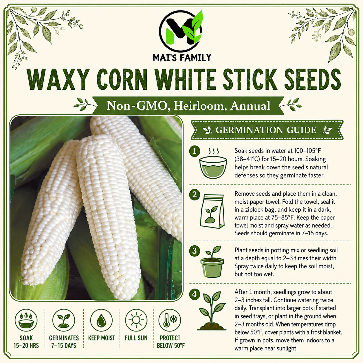 White Waxy Corn Seeds – Bap Nep Sticky Glutinous Corn Non-GMO