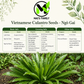 Vietnamese Culantro Seeds – Ngo Gai Eryngium foetidum Heirloom Herb