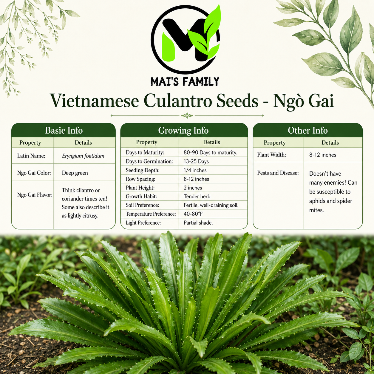 Vietnamese Culantro Seeds – Ngo Gai Eryngium foetidum Heirloom Herb