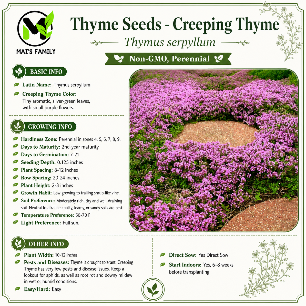 Creeping Thyme Seeds – Thymus serpyllum Heirloom Non-GMO Perennial Ground Cover