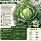 All Seasons Cabbage Seeds – Organic Heirloom Green Cabbage