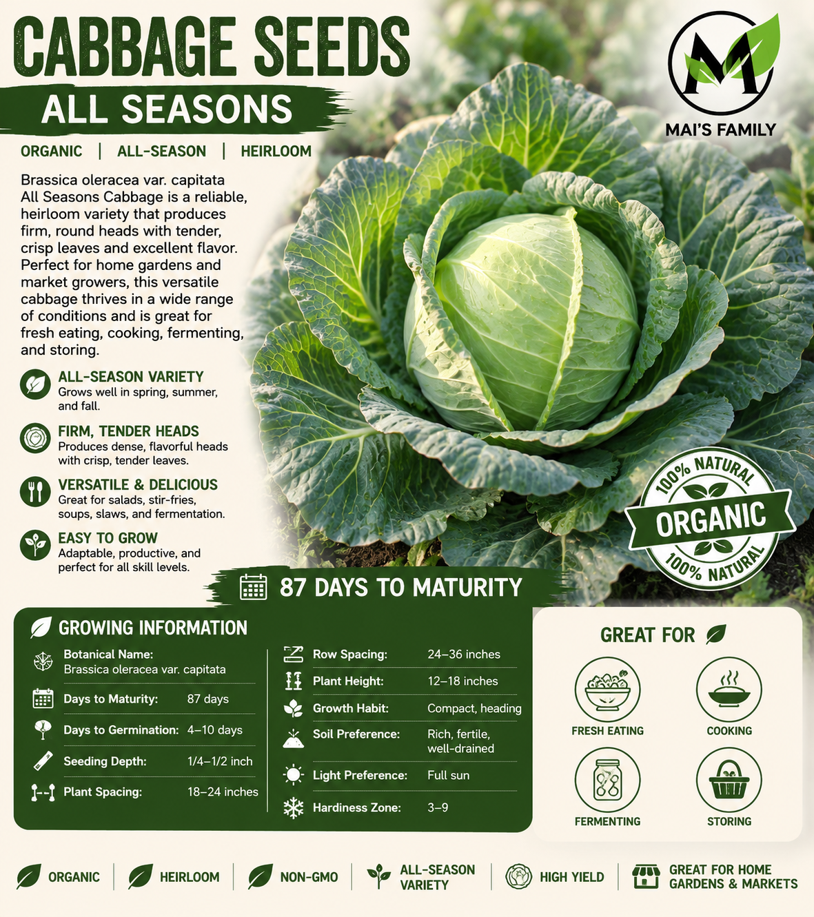 All Seasons Cabbage Seeds – Organic Heirloom Green Cabbage
