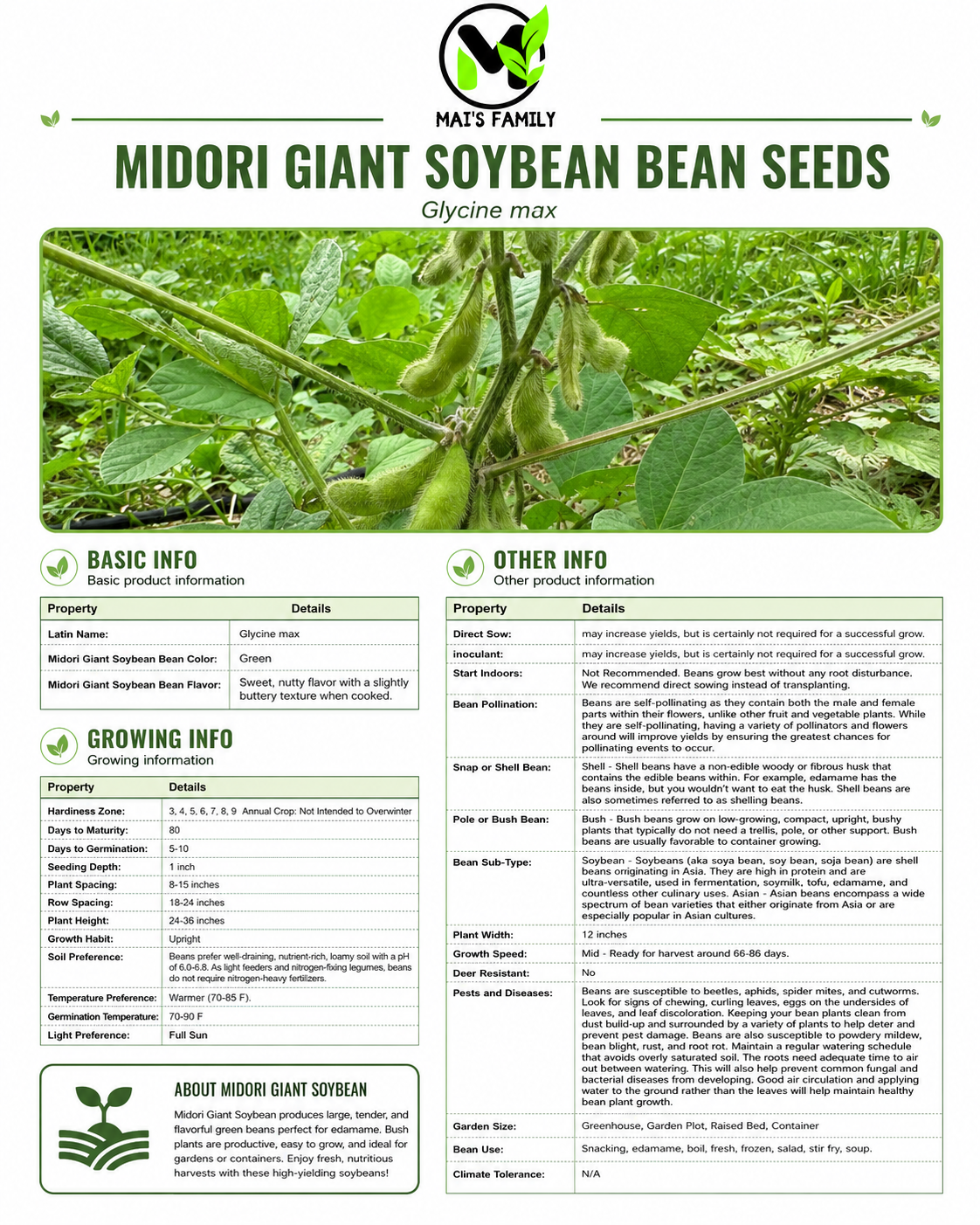 Midori Giant Edamame Soybean Seeds – Heirloom Non-GMO Open-Pollinated Bush Bean