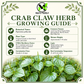 Peperomia Pellucida Seeds – Rau Cang Cua Crab Claw Tropical Edible Green