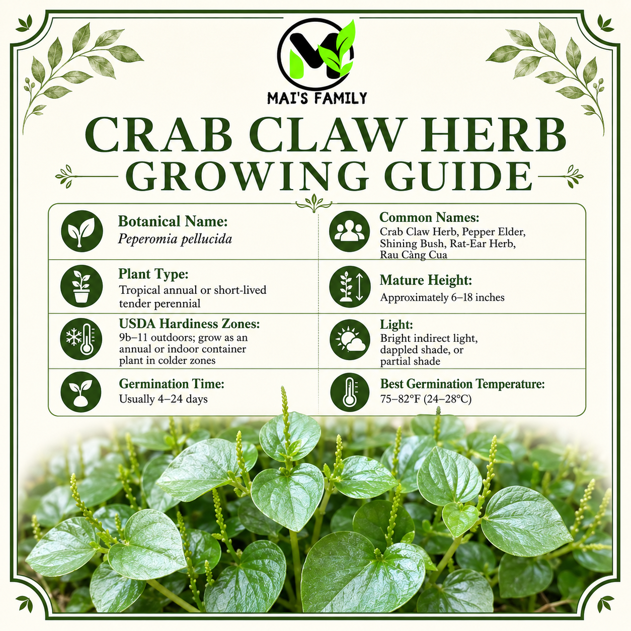 Peperomia Pellucida Seeds – Rau Cang Cua Crab Claw Tropical Edible Green