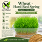 Organic Hard Red Wheatgrass Seeds – Non-GMO Wheat Seeds for Cat Grass, Pet Grass, Sprouting, Microgreens & Juicing