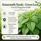 Green Amaranth Seeds (Green Leaf) – Rau Dền Xanh | Heirloom, Non-GMO | Heat-Tolerant Leafy Vegetable