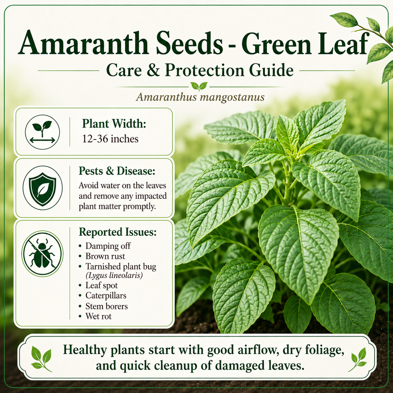 Green Amaranth Seeds (Green Leaf) – Rau Dền Xanh | Heirloom, Non-GMO | Heat-Tolerant Leafy Vegetable