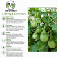Green Round Eggplant Seeds – Cà Pháo Xanh Heirloom Non-GMO Vietnamese Eggplant
