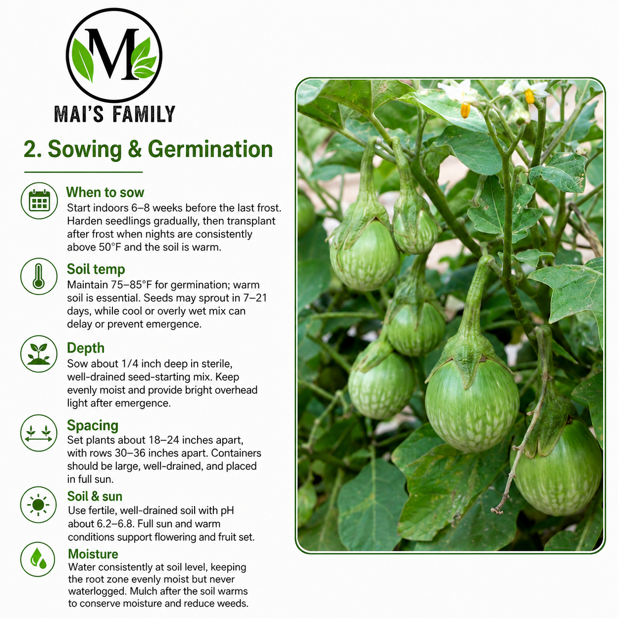 Green Round Eggplant Seeds – Cà Pháo Xanh Heirloom Non-GMO Vietnamese Eggplant