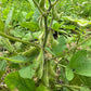 Midori Giant Edamame Soybean Seeds – Heirloom Non-GMO Open-Pollinated Bush Bean