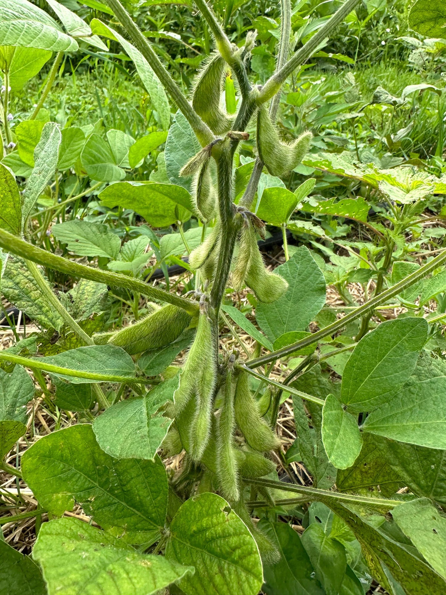 Midori Giant Edamame Soybean Seeds – Heirloom Non-GMO Open-Pollinated Bush Bean
