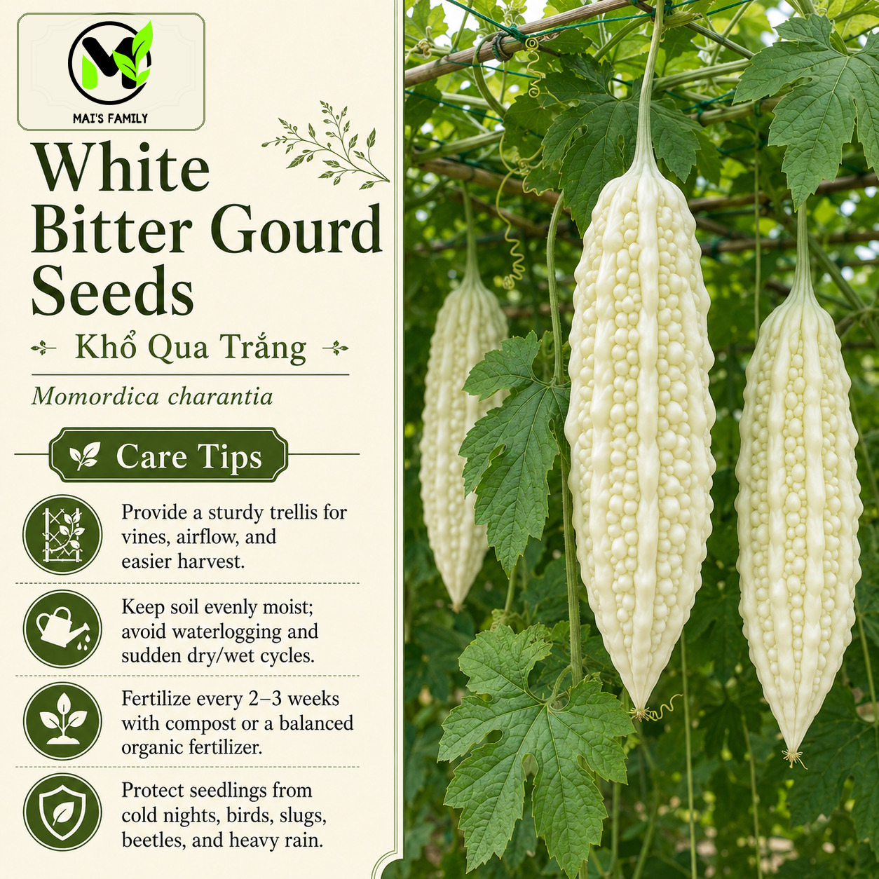 White Skin Bitter Gourd Seeds – Khổ Qua Trắng Heirloom Non-GMO Asian Vegetable