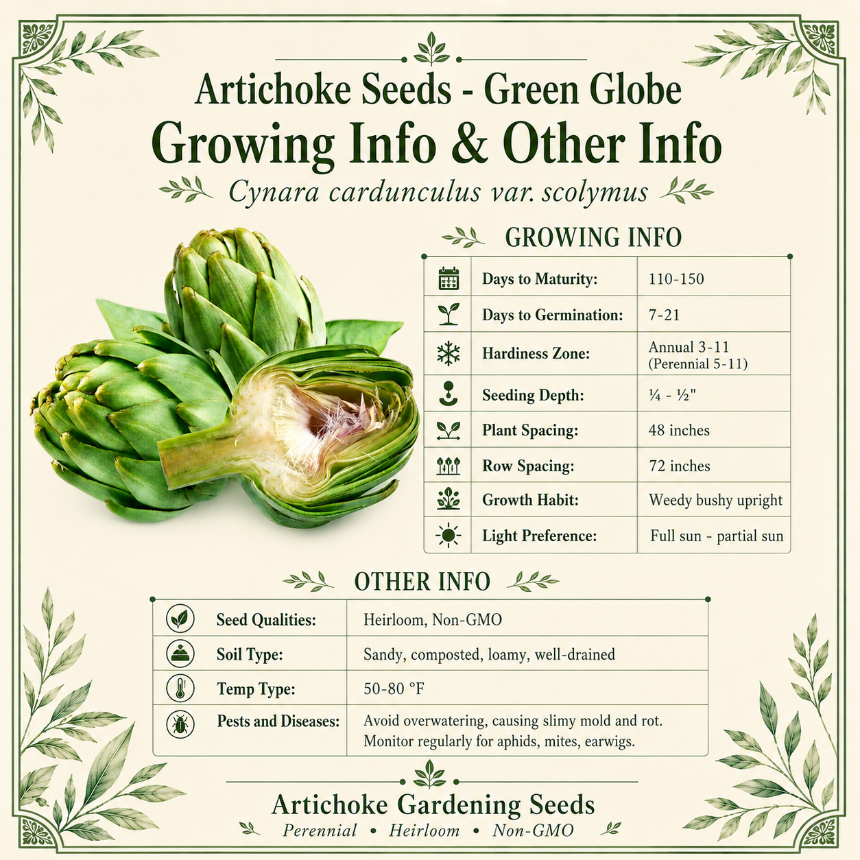 Green Globe Artichoke Seeds – Heirloom Non-GMO Perennial Vegetable Seeds