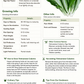 Vietnamese Culantro Seeds – Ngo Gai Eryngium foetidum Heirloom Herb