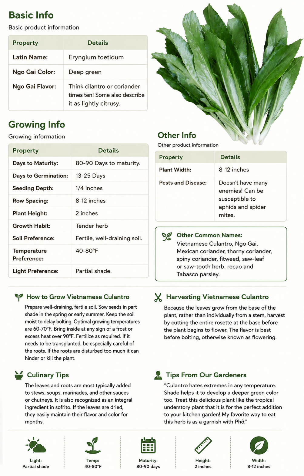 Vietnamese Culantro Seeds – Ngo Gai Eryngium foetidum Heirloom Herb
