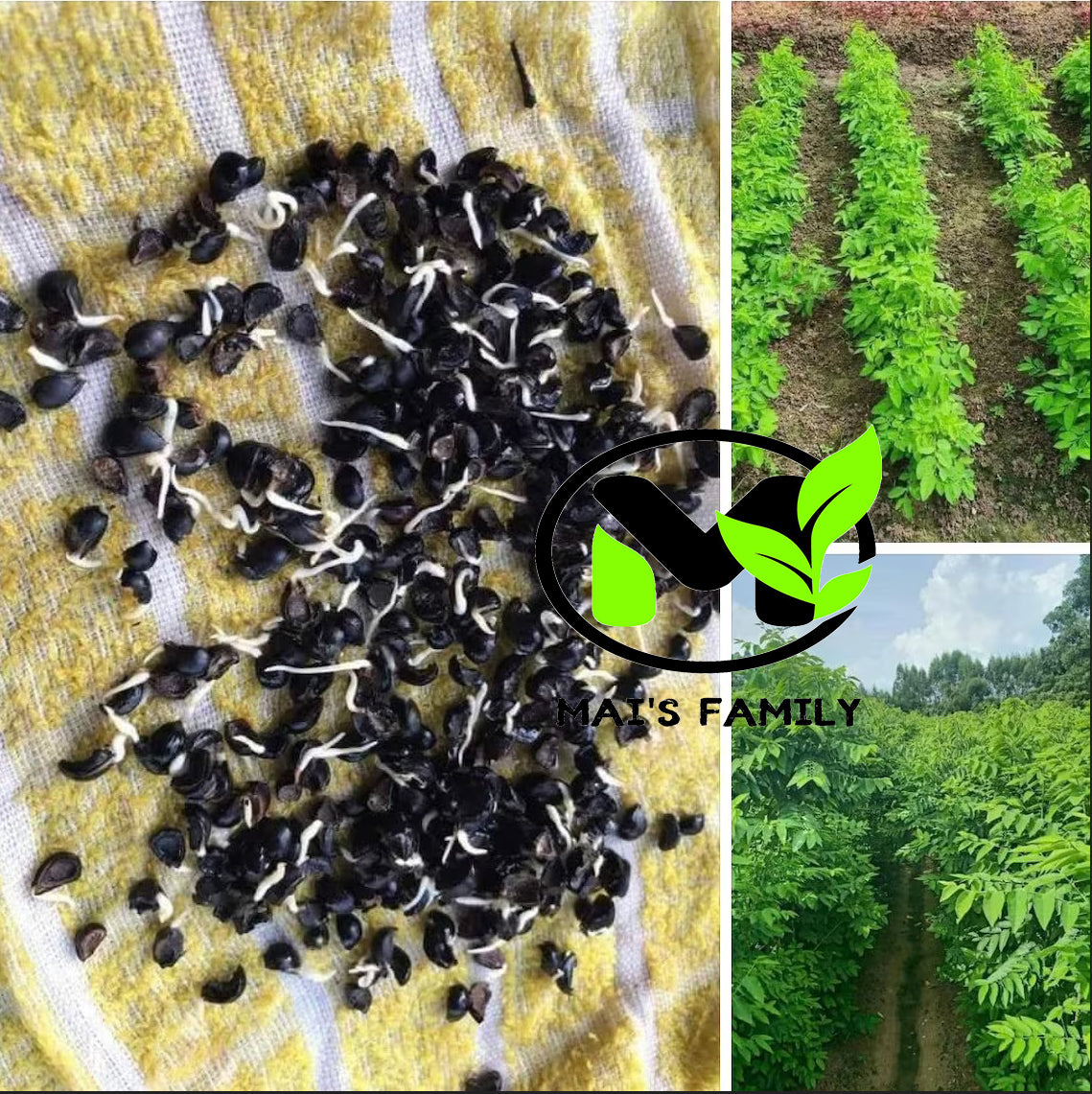 plant gooseberry seeds 200 Star Gooseberry Leaves Plant Seeds, Rau Bo Ngot by Mai's Family