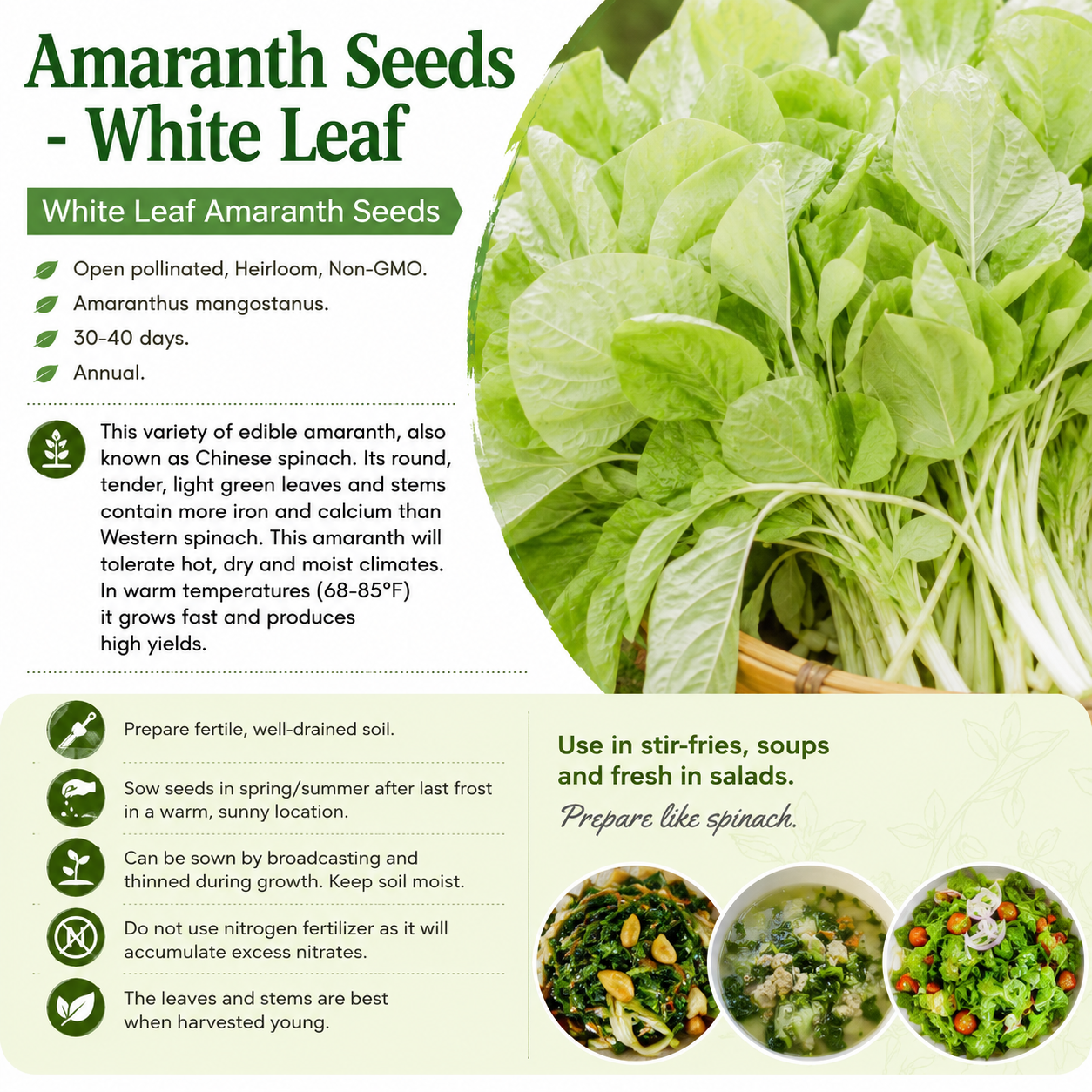 White Leaf Green Amaranth Seeds – Rau Dền Trắng Chinese Spinach, Heirloom Non-GMO