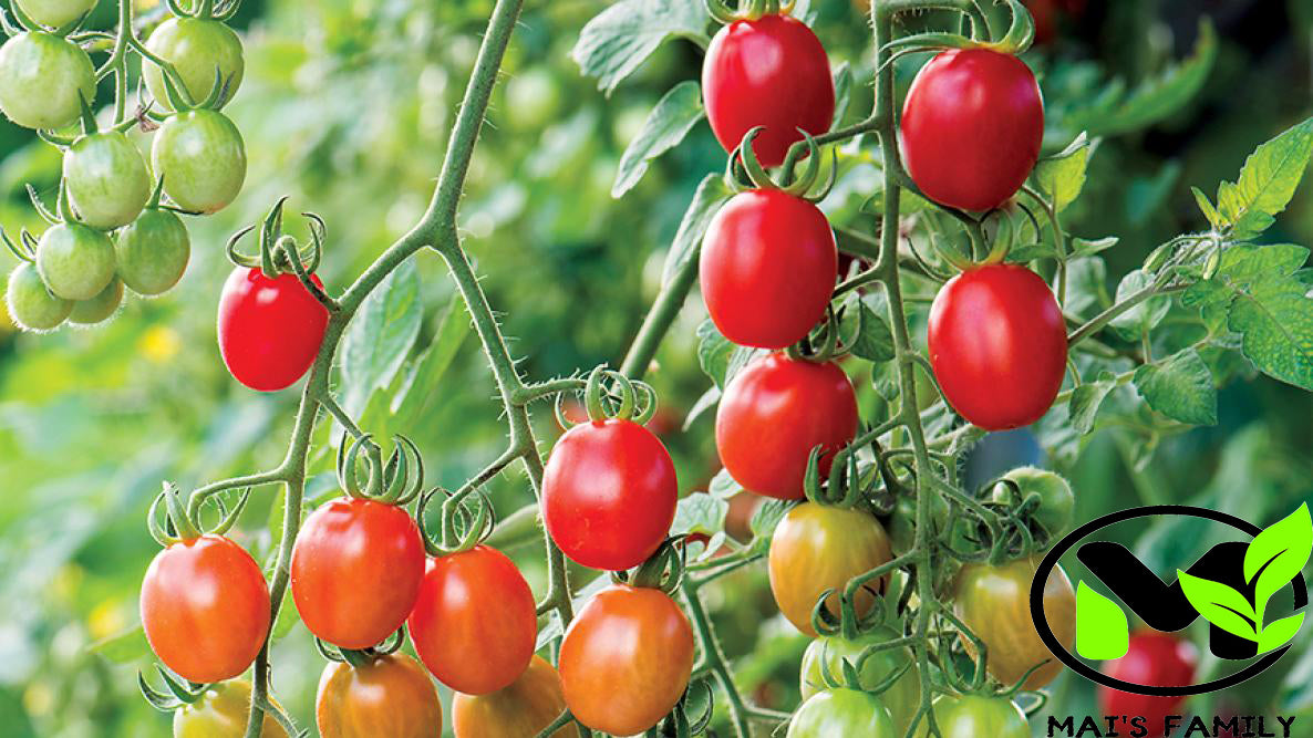 super sauce tomato plants Supersweet 100 Cherry Hybrid Tomato F1 500 Seeds / Pelleted
