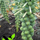 Long Island, Brussels Sprouts Seeds | NON-GMO | Heirloom