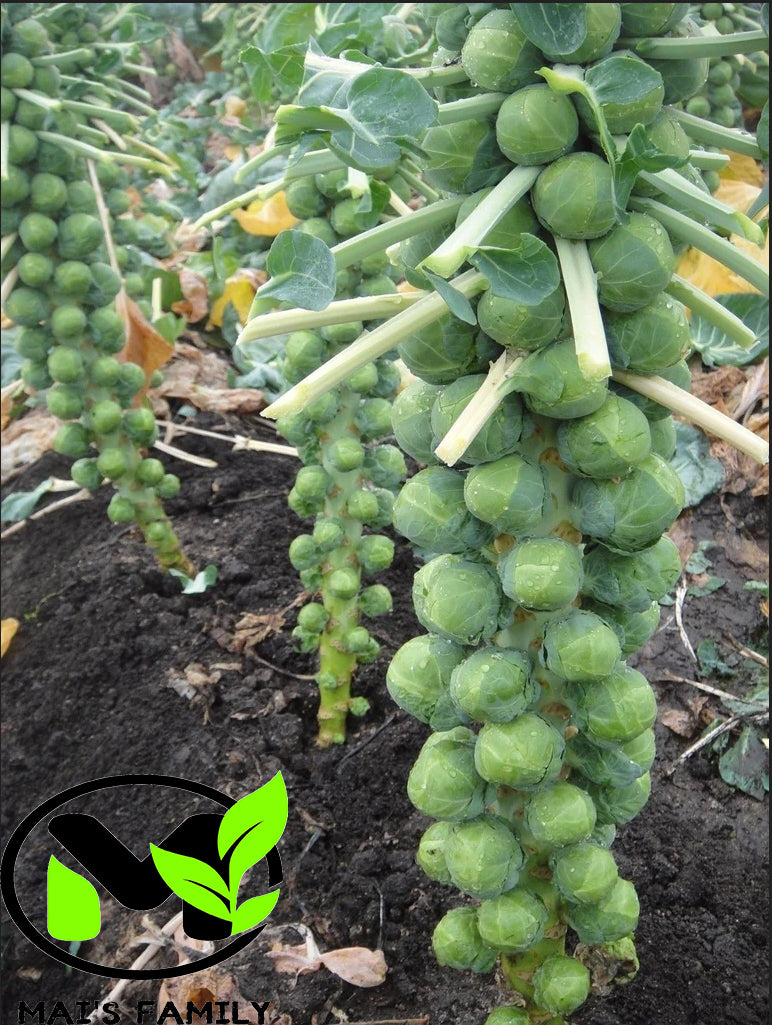 Long Island, Brussels Sprouts Seeds | NON-GMO | Heirloom