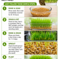 Organic Hard Red Wheatgrass Seeds – Non-GMO Wheat Seeds for Cat Grass, Pet Grass, Sprouting, Microgreens & Juicing