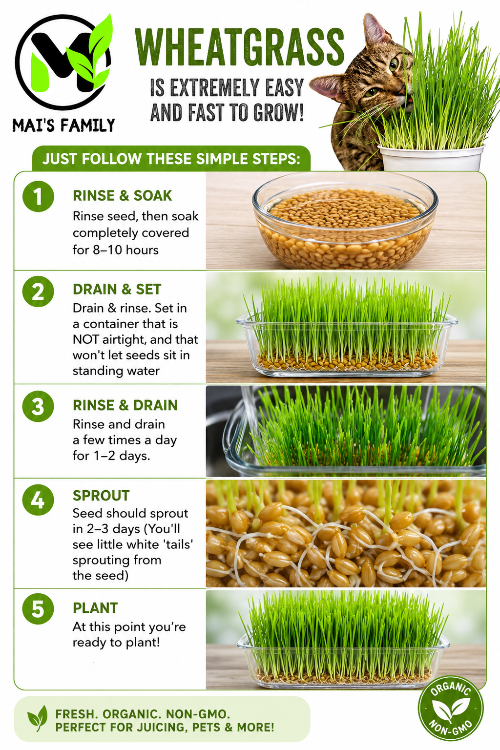Organic Hard Red Wheatgrass Seeds – Non-GMO Wheat Seeds for Cat Grass, Pet Grass, Sprouting, Microgreens & Juicing
