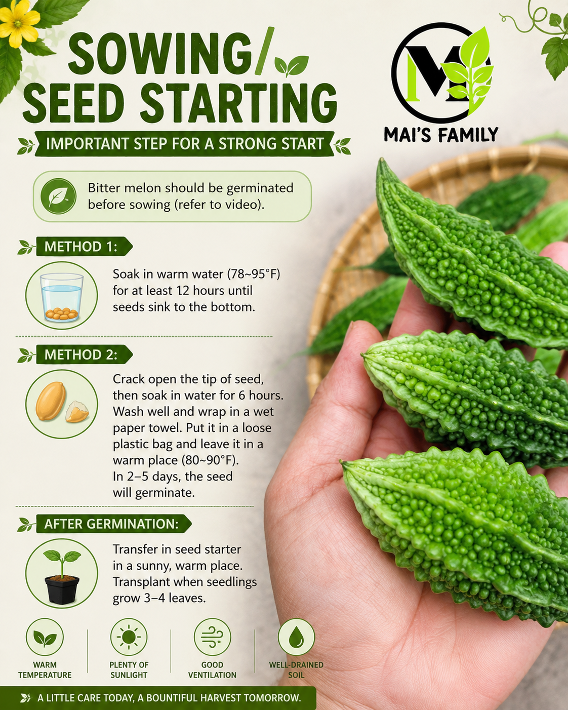Indian Short Bitter Melon Seeds – Khổ Qua Rừng Lùn Gai, Heirloom Non-GMO Asian Vegetable