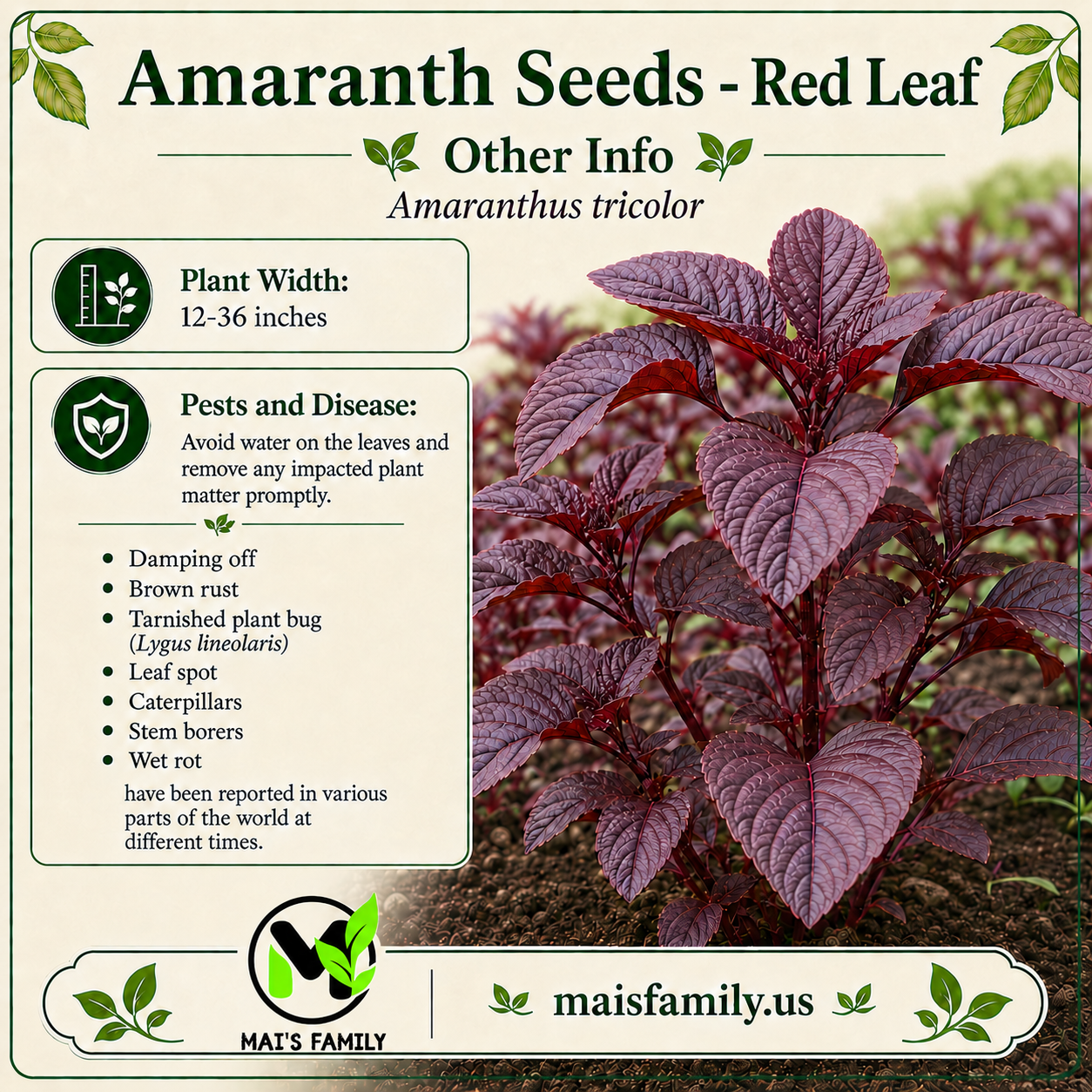 Red Amaranth Seeds – Rau Dền Đỏ Chinese Spinach, Heirloom Non-GMO Asian Leafy Vegetable