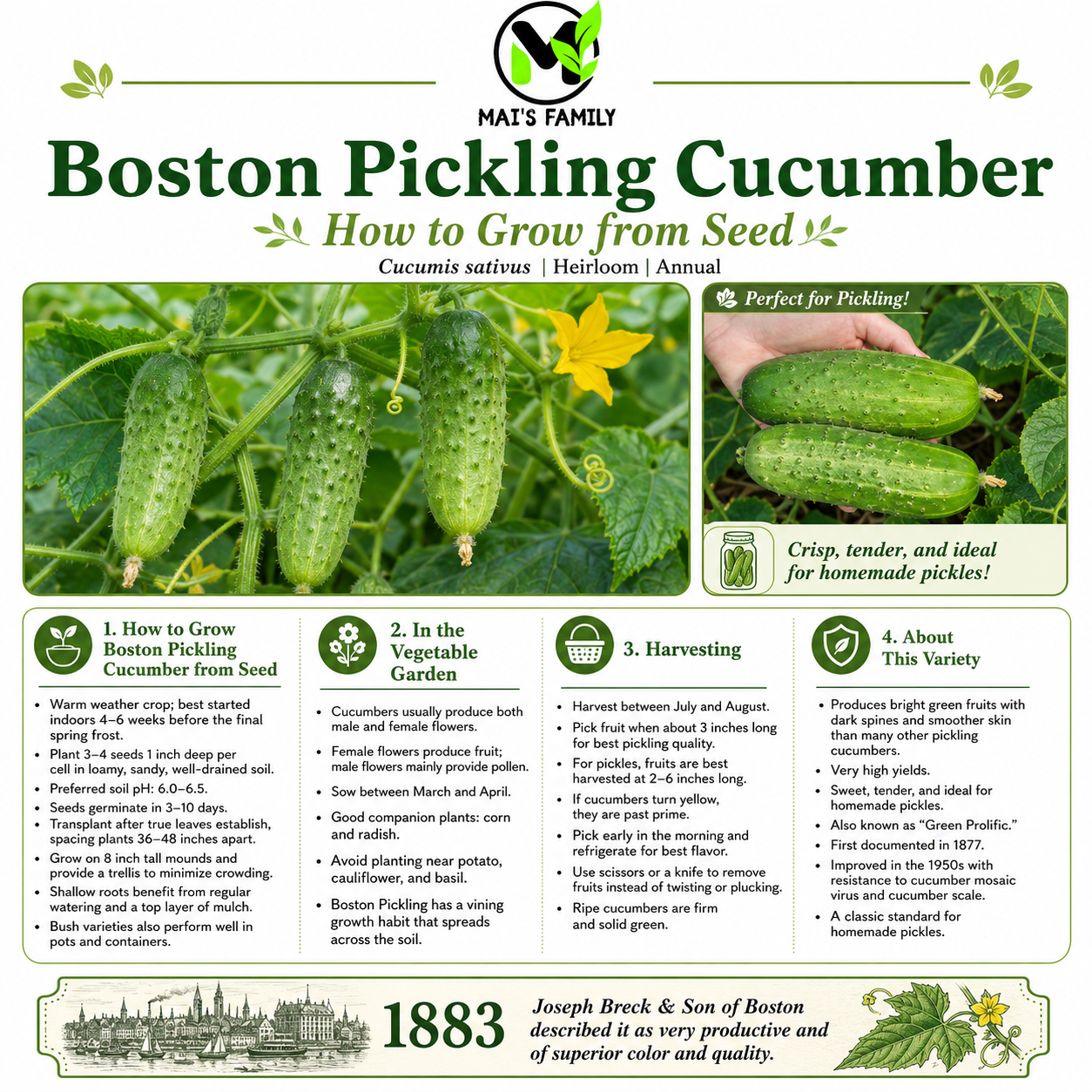 Boston Pickling Cucumber Seeds – Heirloom Non-GMO Open-Pollinated Pickling Variety