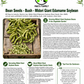 Midori Giant Edamame Soybean Seeds – Heirloom Non-GMO Open-Pollinated Bush Bean