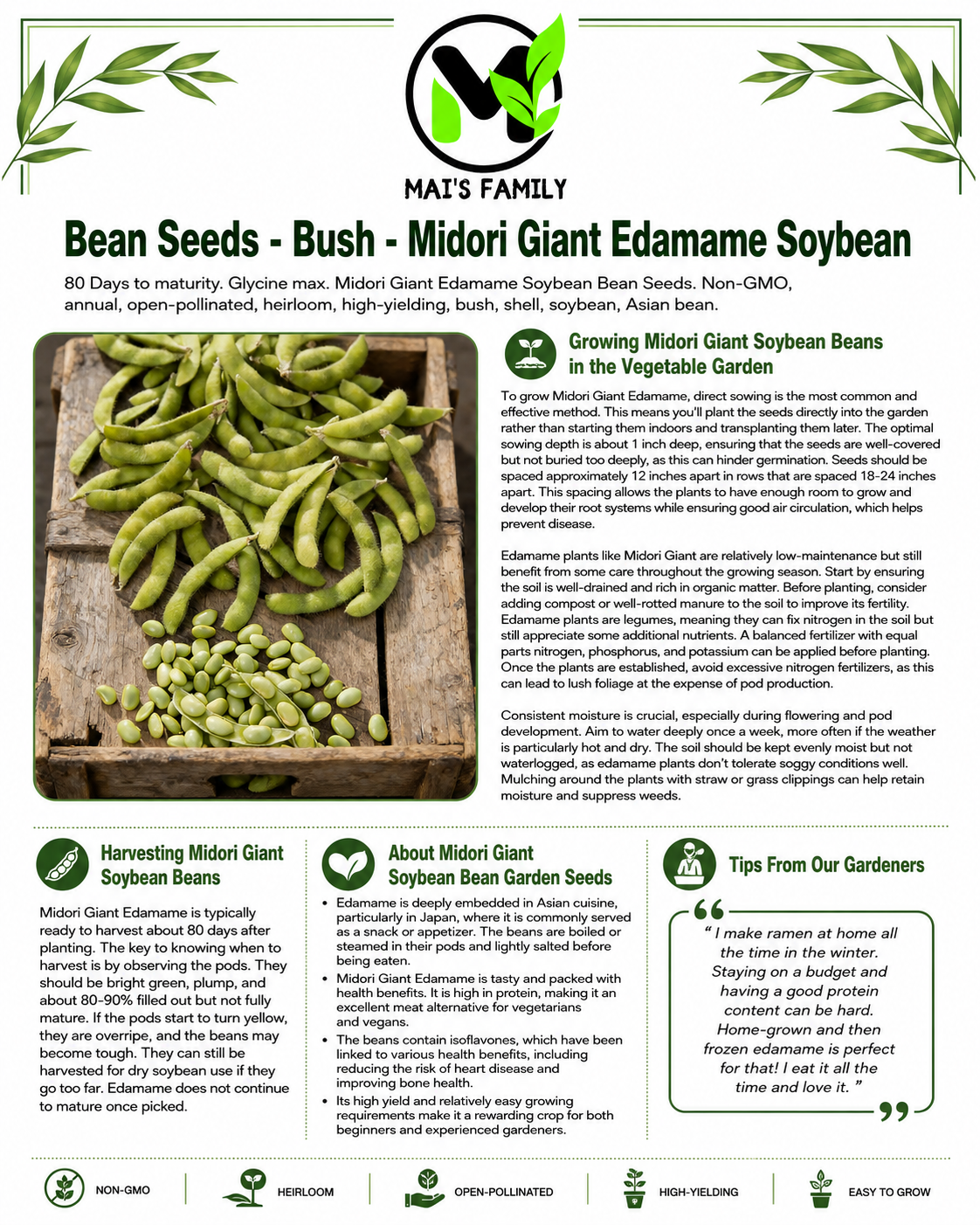 Midori Giant Edamame Soybean Seeds – Heirloom Non-GMO Open-Pollinated Bush Bean