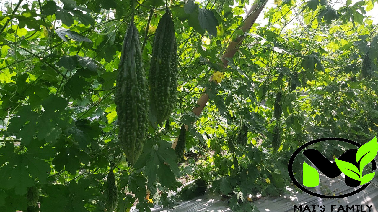 Indian Long Bitter Melon Seeds, Khổ qua rừng gai. Non-GMO Heirloom