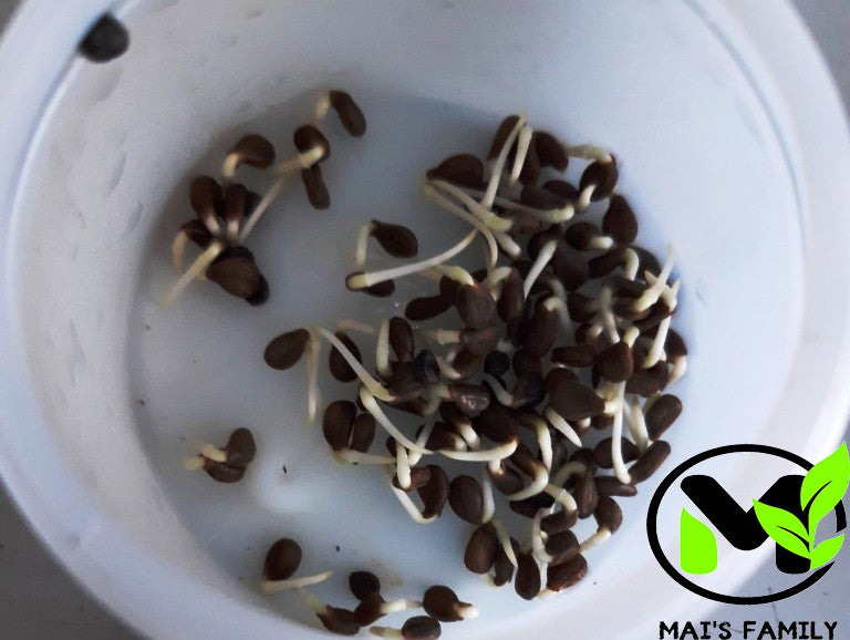 sensitive plant seeds Water Mimosa Seeds, Hạt Rau Nhút, Neptunia oleracea – Mai's Family