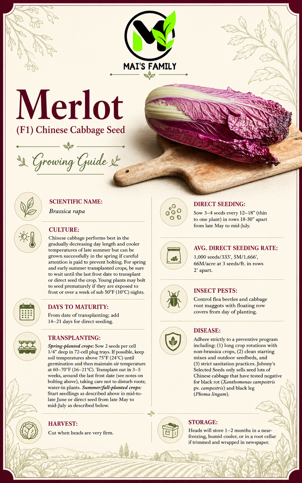 Merlot Chinese Cabbage Seeds – F1 Hybrid Dark Red Napa Cabbage