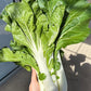 Tall White Pak Choi Seeds | Bok Choy / Pak Choy Cabbage | Heirloom, Non-GMO
