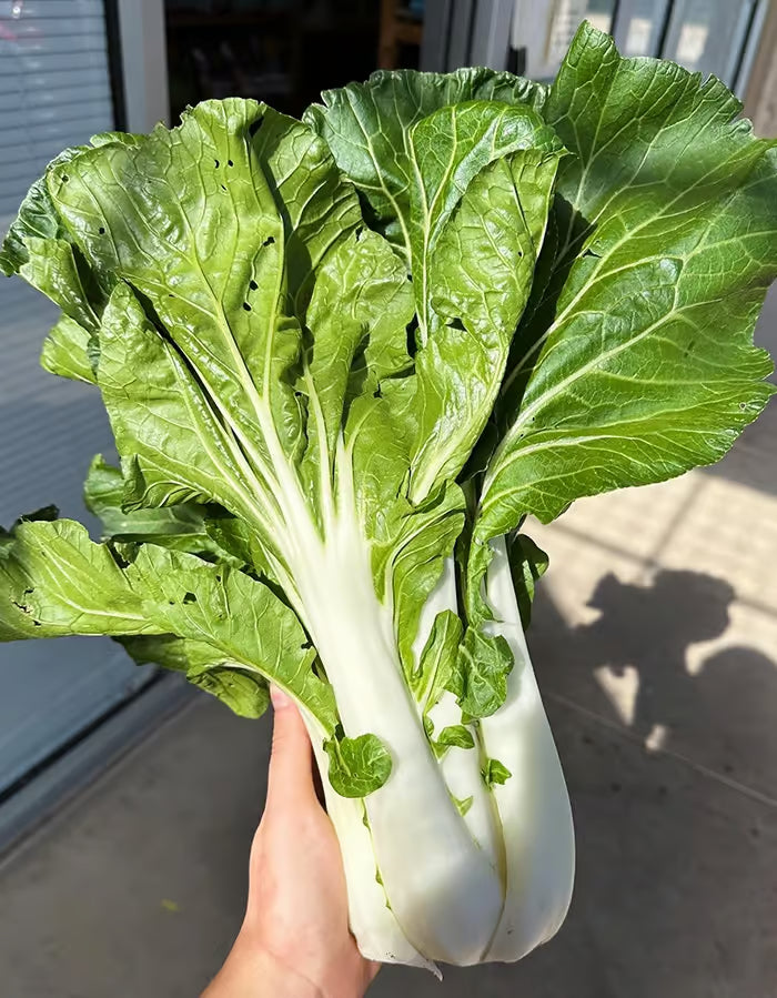 Tall White Pak Choi Seeds | Bok Choy / Pak Choy Cabbage | Heirloom, Non-GMO