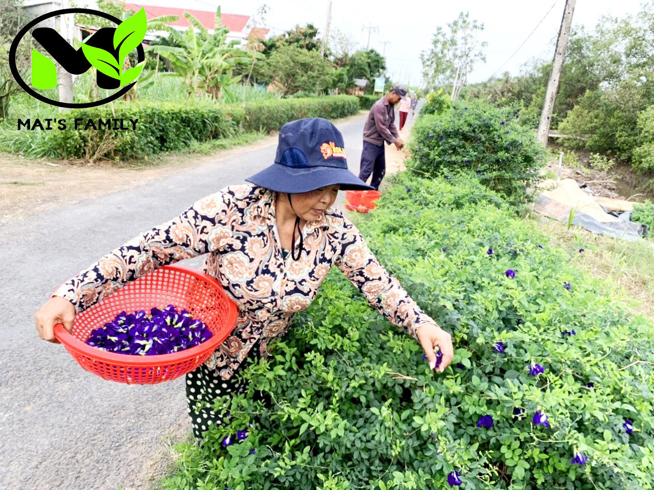 buy butterfly pea flower seeds Butterfly Pea Seeds – Clitoria ternatea / Hoa Đậu Biếc